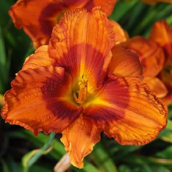 Лилейник Hemerocallis ‘Duke of Durham’ 